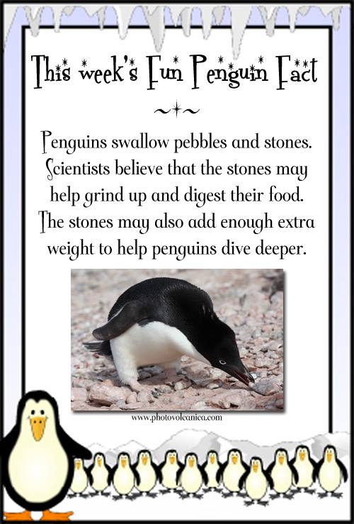Fun Penguin Facts! Anna Sugden